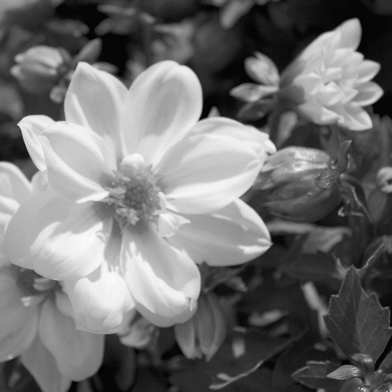 Jardin 1297 Photo by Amie Mack