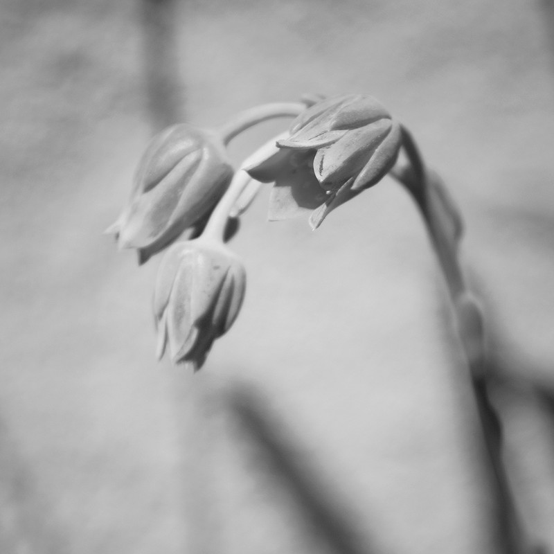 Jardin 1265  by Amie Mack  | Fine Art Photo | Botanical Print