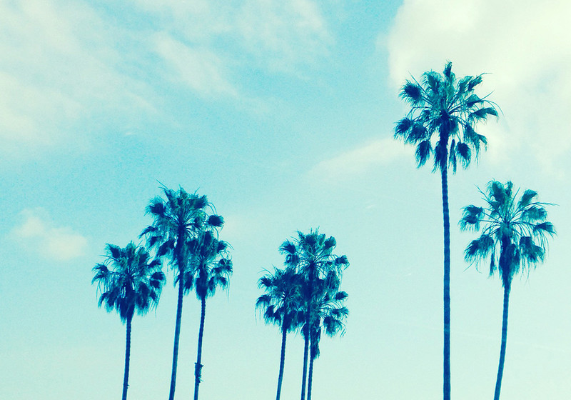 Palm Trees Photo by Sara Lamp