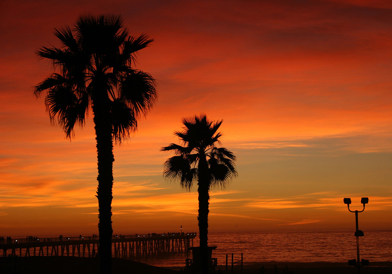 Palm Trees at Sunset Photo by Sara Lamp