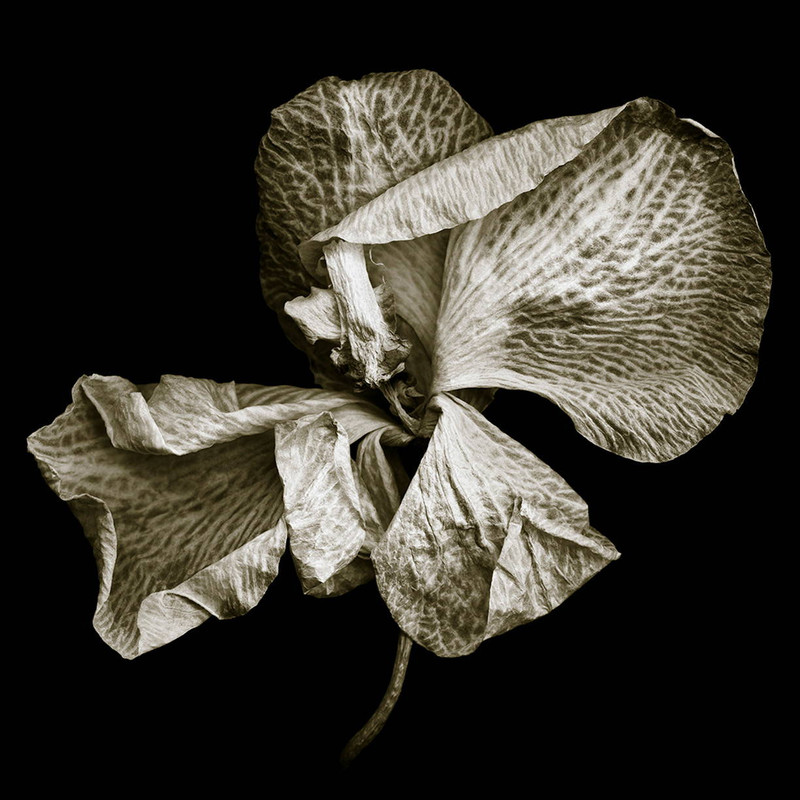 Phalaenopsis #1 Photo by Bob Francis