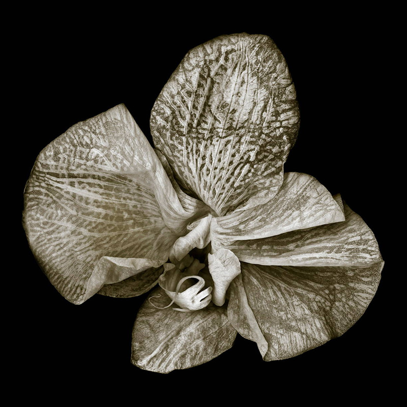 Phalaenopsis #3 Photo by Bob Francis