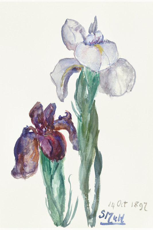 Irises by Sina van Houtent