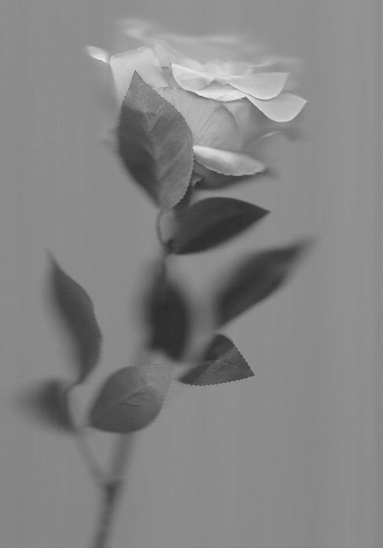 Silk Flowers #3 by Amie Mack