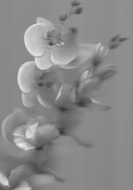 Silk Flowers #6 by Amie Mack