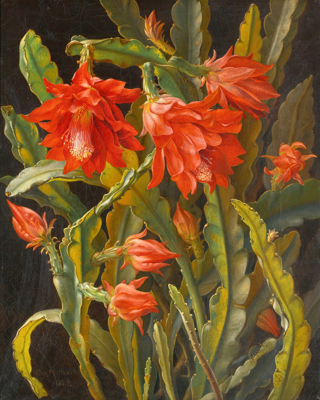 Christmas Cactus by Christian Möllback