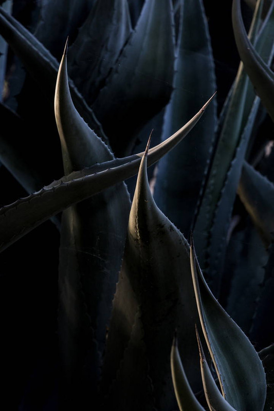 Chiaroscuro Cacti 6339 Photo by Anthony De Santis