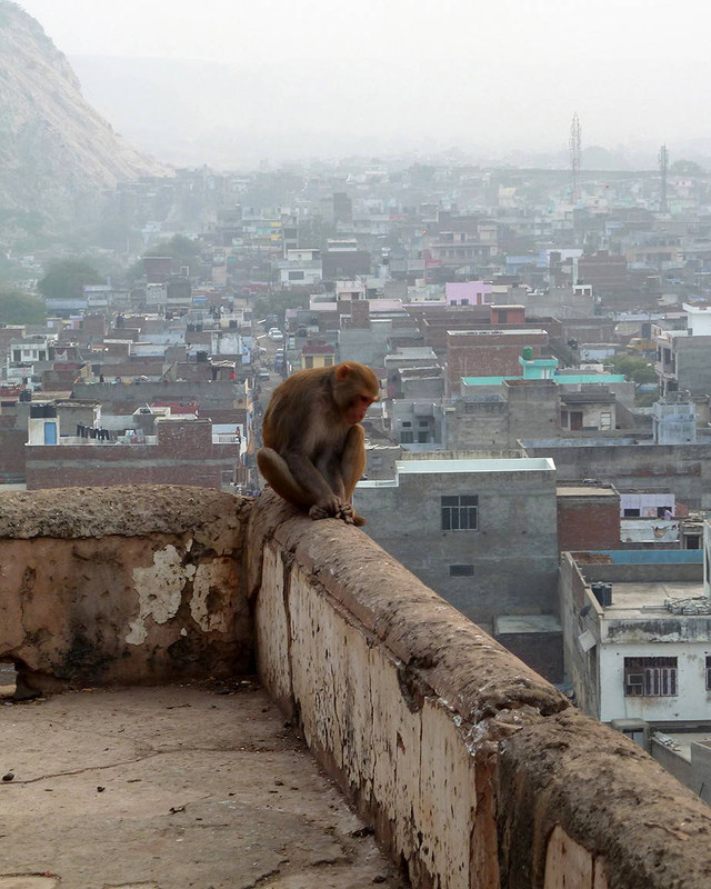 India Rooftop by Danielle Massell