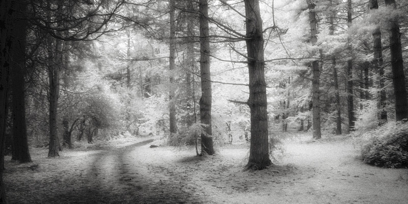 Into the Woods by Benjamin Malay