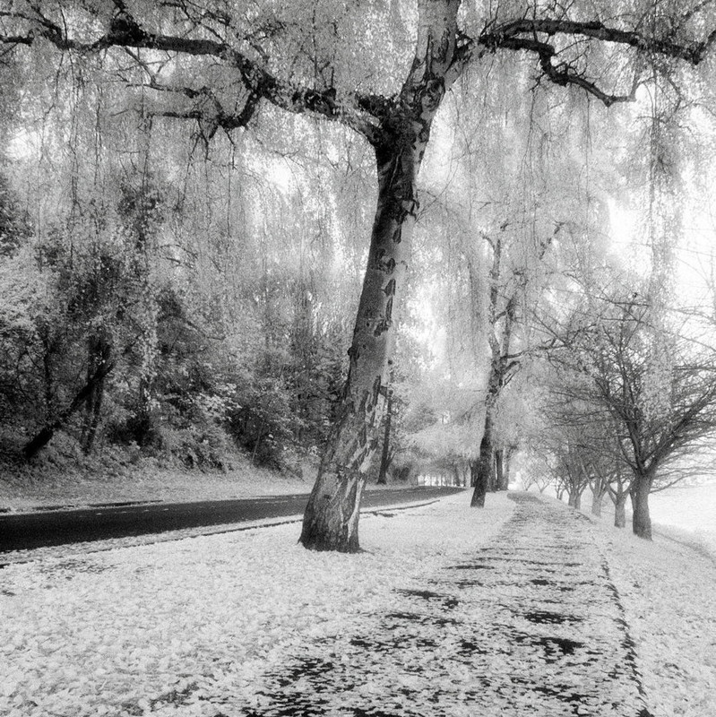Lake Washington Blvd. 3 by  Benjamin Malay