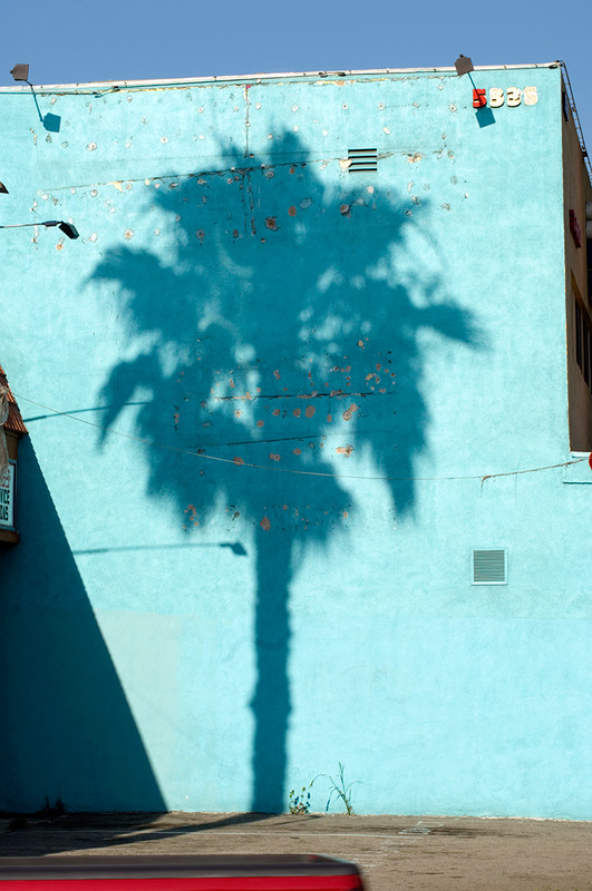 Palm Shadow, Hollywood by Robert Landau