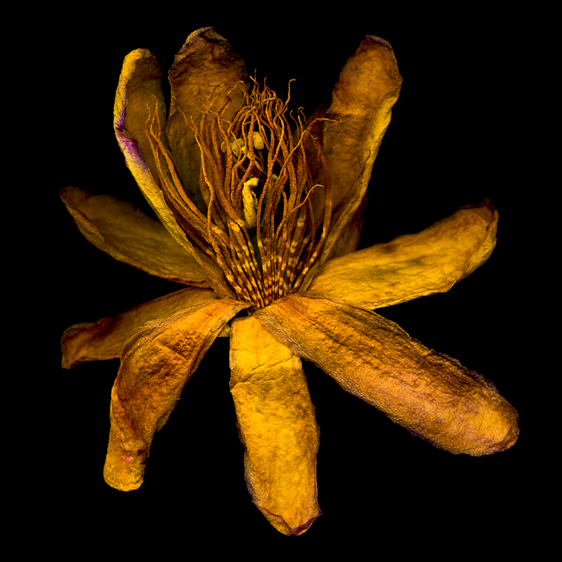 Passion #2 | Botanical Fine Art Photo | Bob Francis