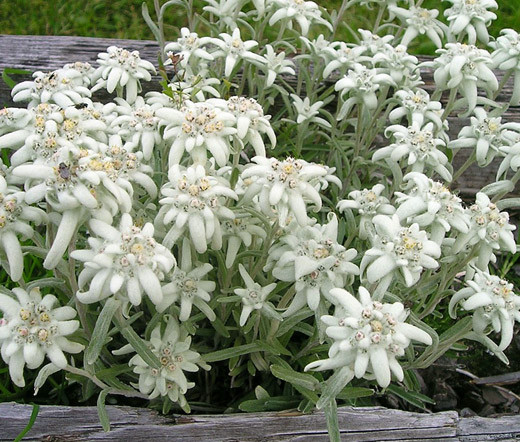Edelweiss Non GMO Seeds Leontopodium Alpinum