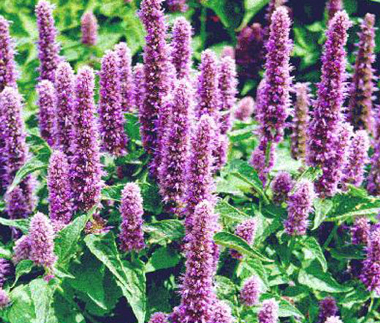 dry blue giant hyssop