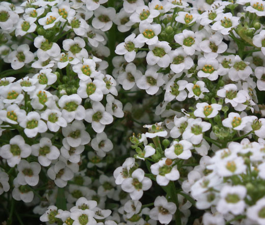 Alyssum White Carpet Of Snow Seeds Lobularia Maritima