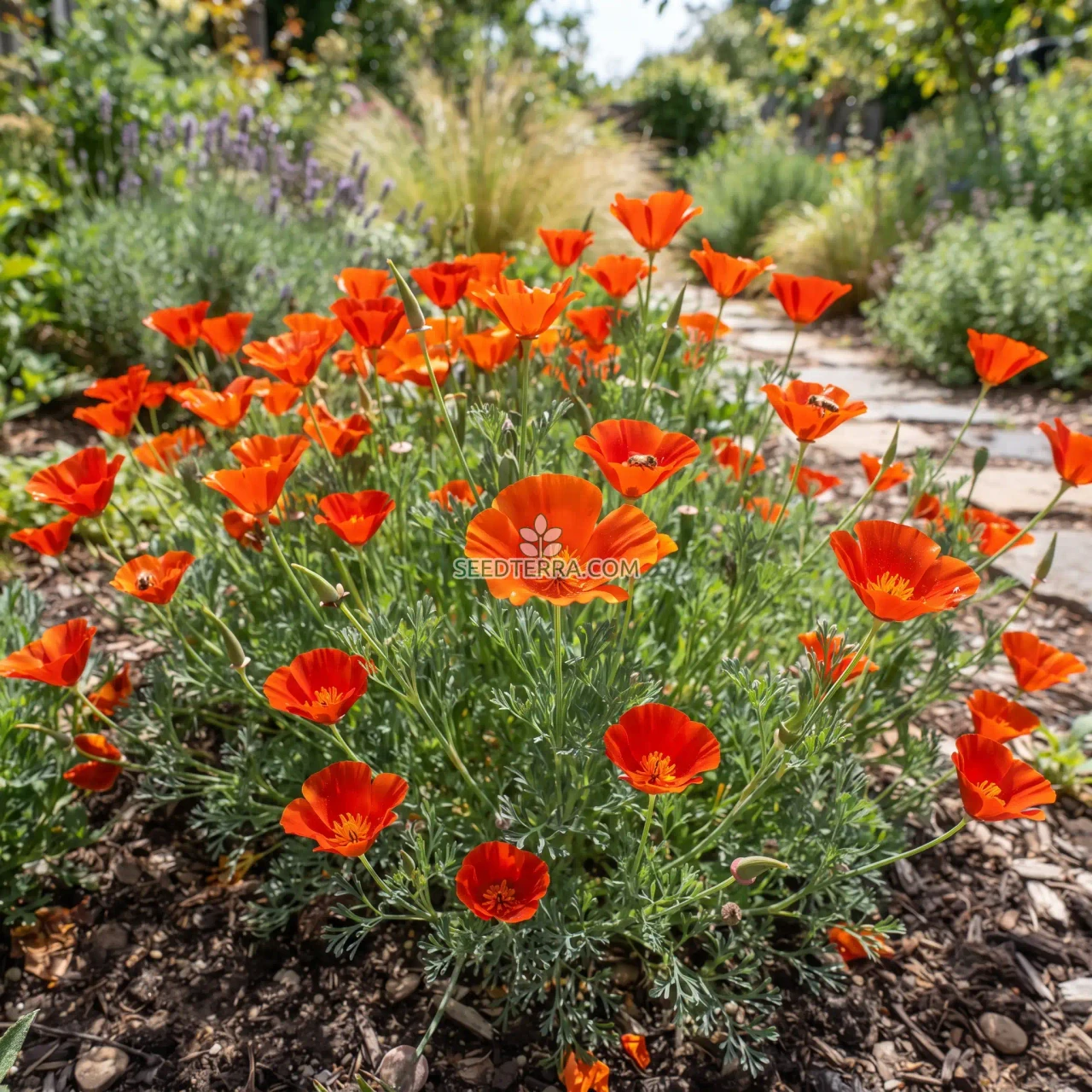 California Poppy Mikado Seeds - Eschscholzia Californica