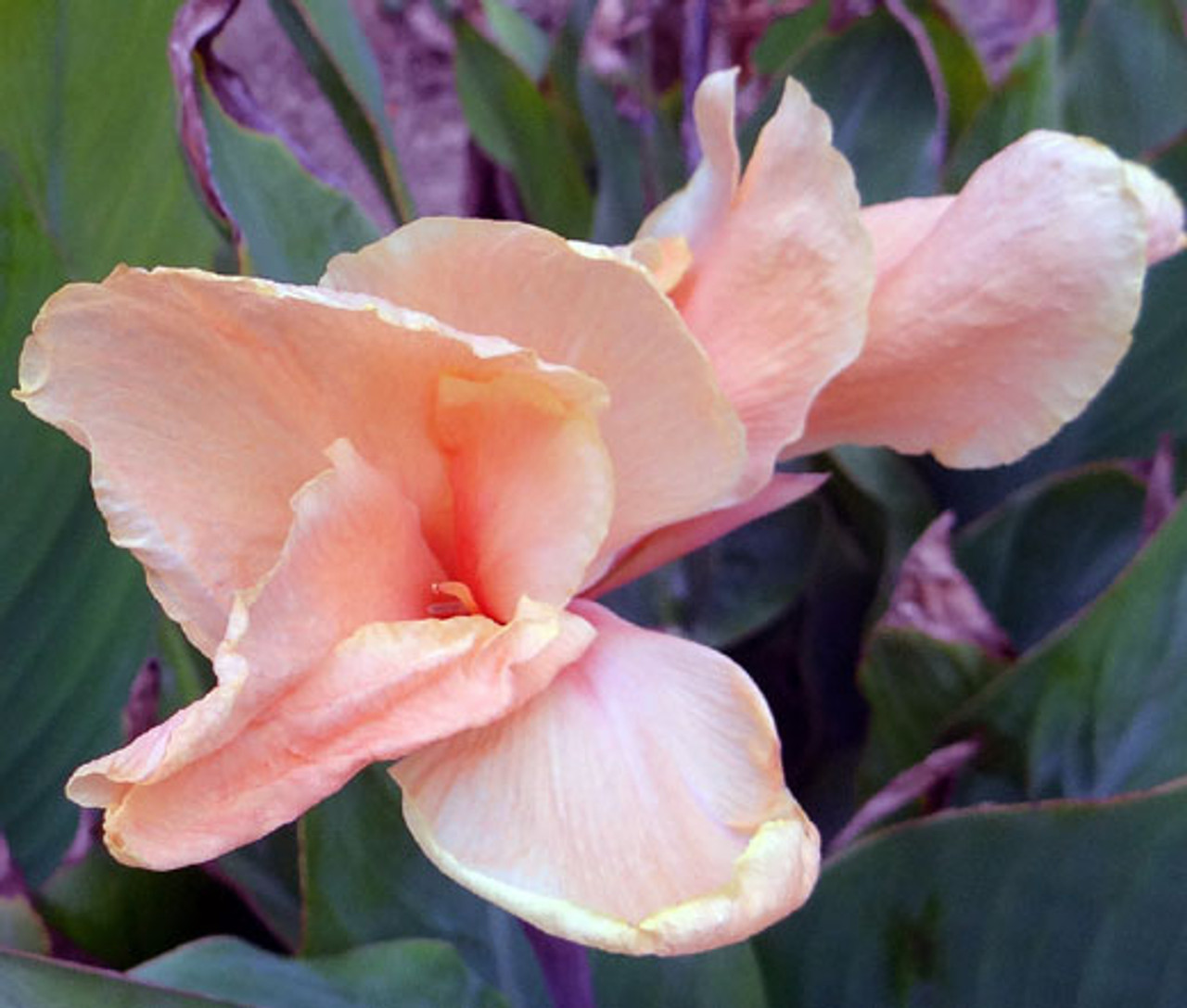 Are Canna Lilies Annual, Biennial, or Perennial Plants?