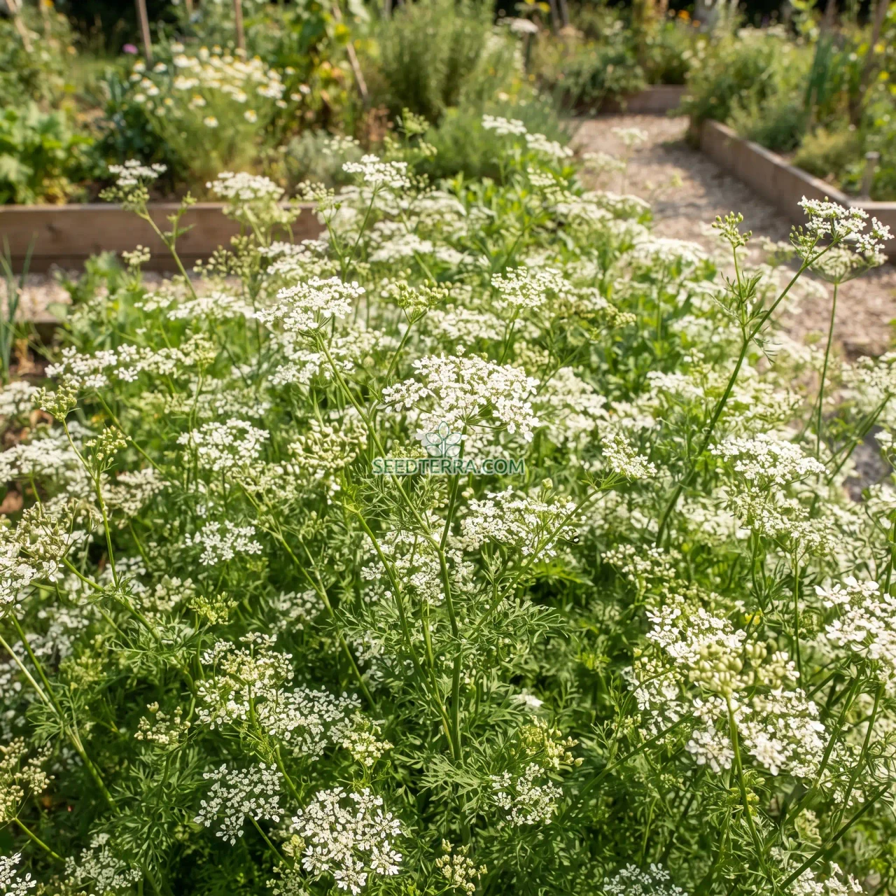 Caraway Non GMO Seeds - Carum Carvi