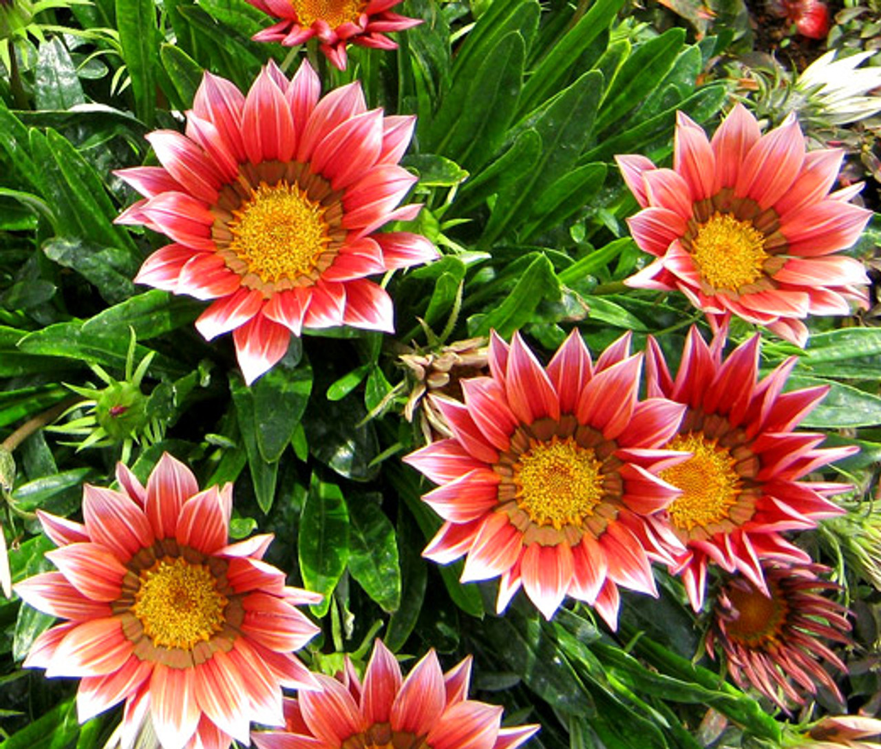“If you want continuous blooms from May to October, Gazania rigens will outperform many other bedding plants and it won’t mind if you forget to water it for a few days.”