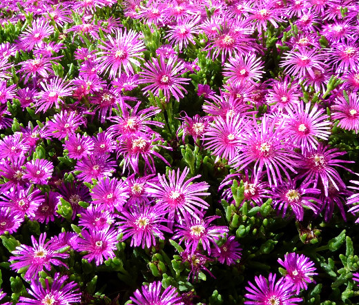 Ice Plant Pink Table Mountain Seeds - Delosperma Cooperi