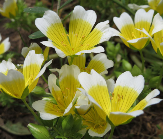 butterfly wing plant seeds Bulk Butterfly Flower - Angel Wings Mix main image 0