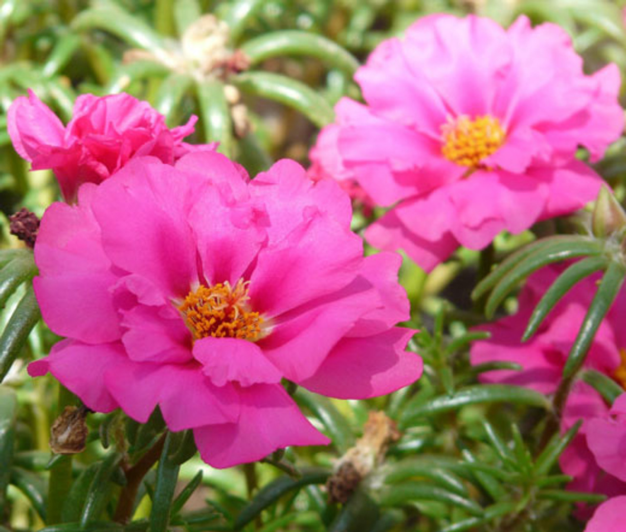 Protulaca Grandiflora Moss Rose Plant