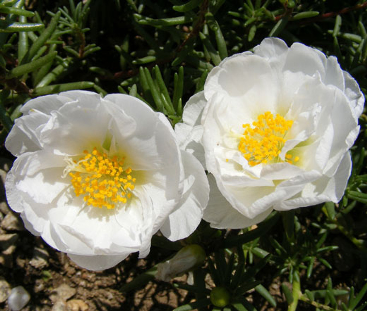 Moss Rose Mix Seeds - Portulaca Grandiflora