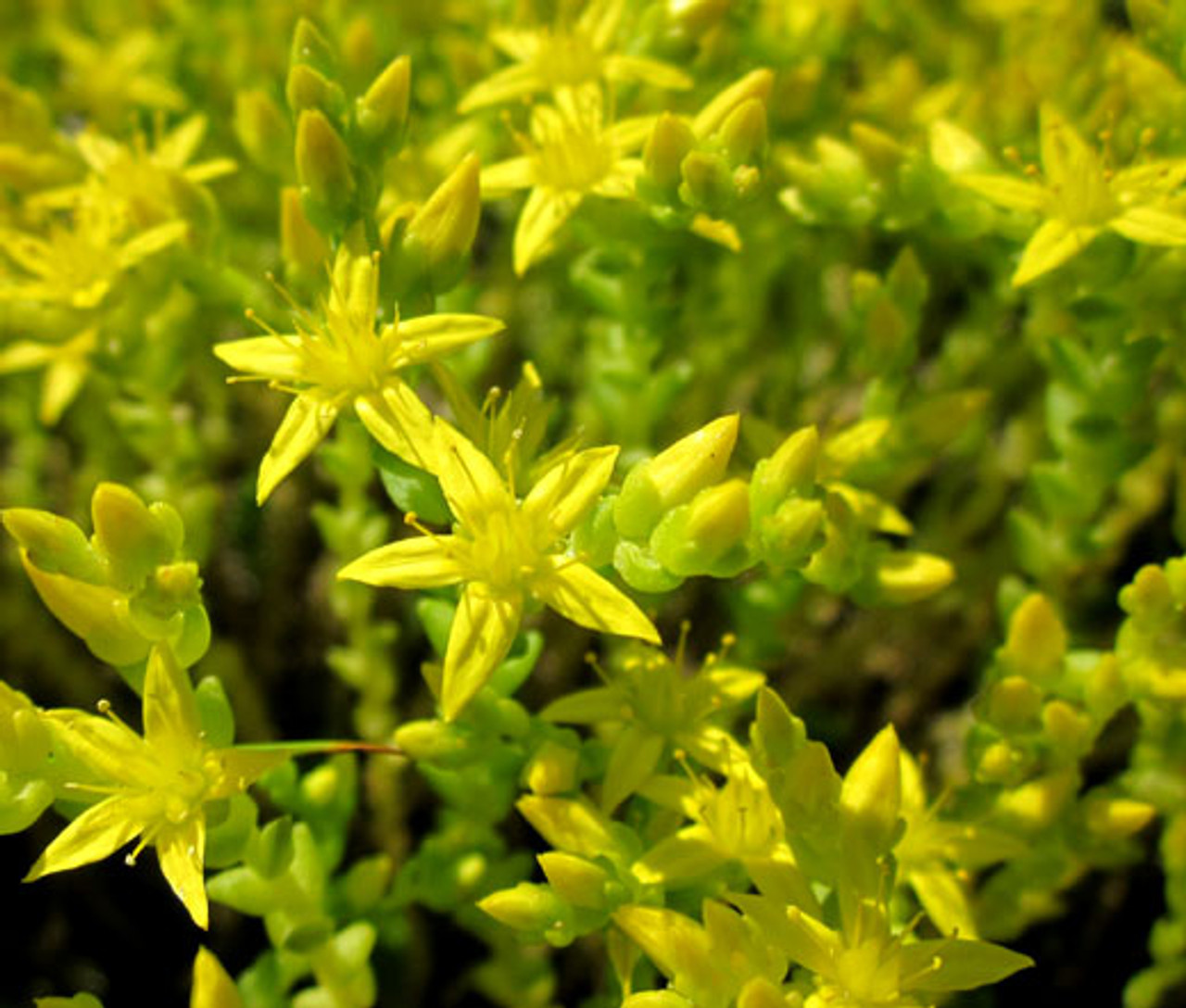 Sedum Gold Moss Stonecrop Seeds Sedum Acre