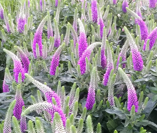 Spiked Speedwell Royal Candles Dwarf Seeds - Veronica Spicata