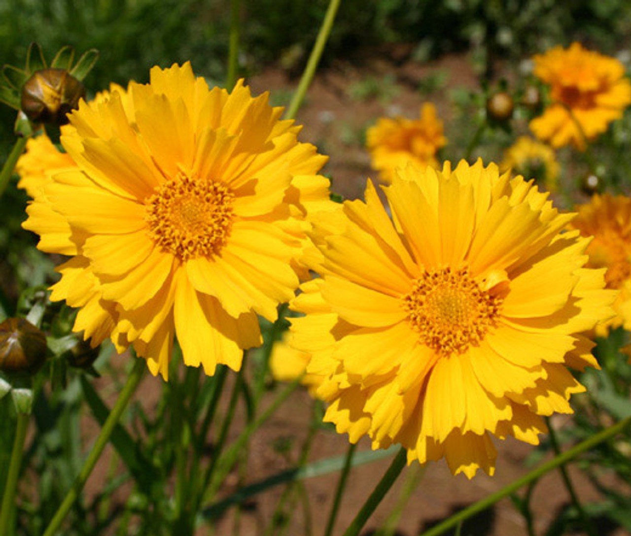 【wordofhonor75】Windflower、Pond Raindrops Colorful Plastic Wind Spinners for Yard and Garden