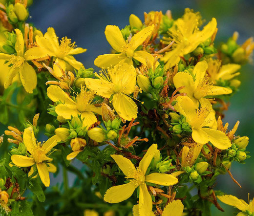 St. John's Wort Seeds - Hypericum Perforatum