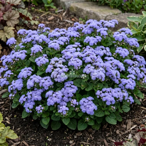 Ageratum Blue Mink Seeds - Ageratum Houstonianum