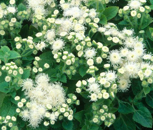 Ageratum White Seeds - Ageratum Mexicanum