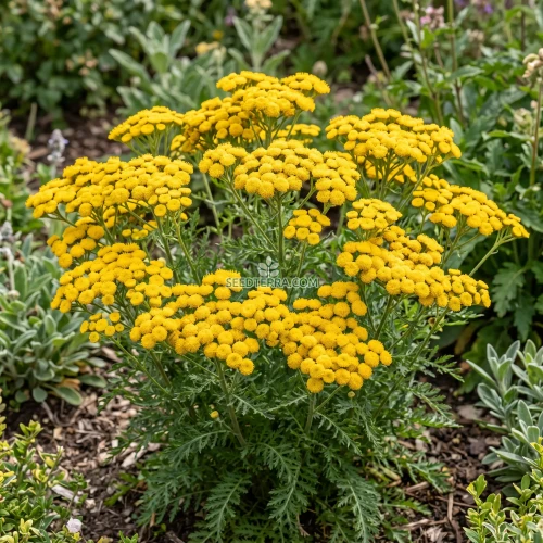 Ageratum Yellow Seeds - Lonas Inodora