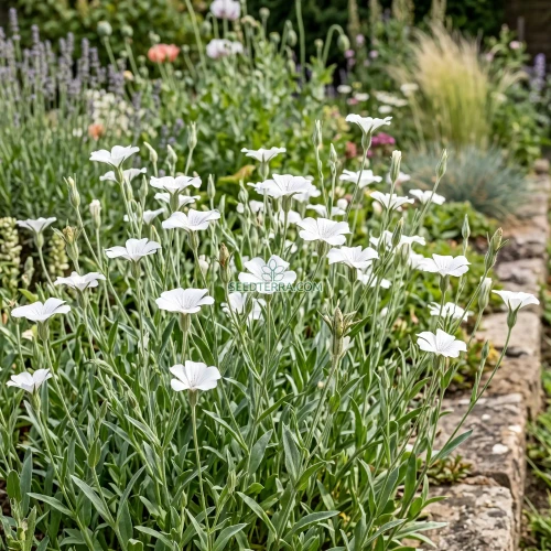 Agrostemma White Seeds - Agrostemma Githago Bianca