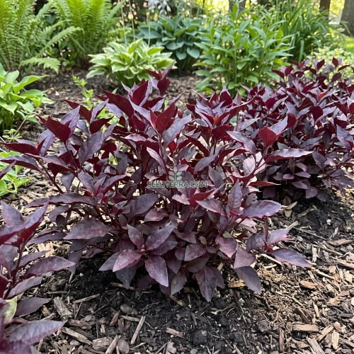 Alternanthera Purple Knight Seeds - Alternanthera Dentata