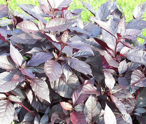 Alternanthera Purple Knight Seeds - Alternanthera Brasiliana