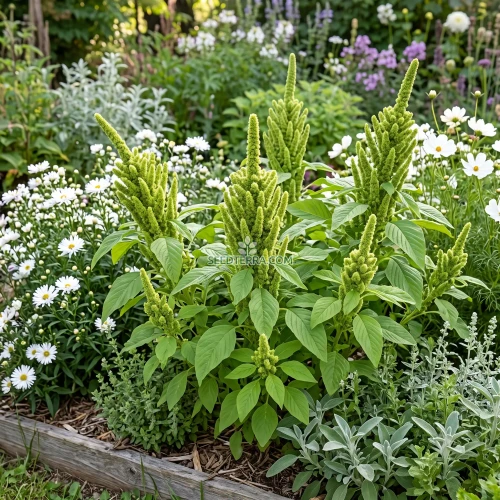 Amaranthus Green Thumb Seeds - Amaranthus Hypochondriacus