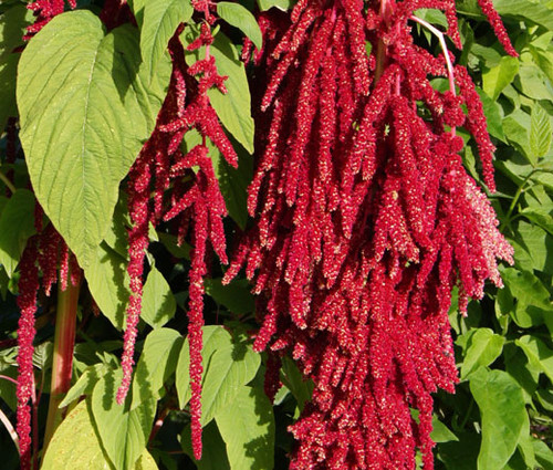 Amaranthus Love Lies Bleeding Red Seeds - Amaranthus Caudatus