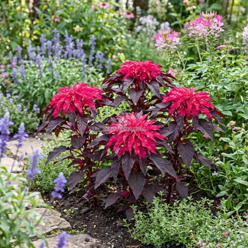 Amaranthus Molten Fire Seeds - Amaranthus Tricolor