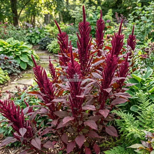 Amaranthus Red Spike Seeds - Amaranthus Cruentus