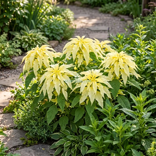 Amaranthus Yellow Seeds - Amaranthus Tricolor