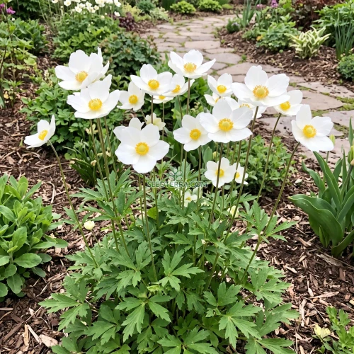 Anemone Madonna Seeds - Anemone Sylvestris