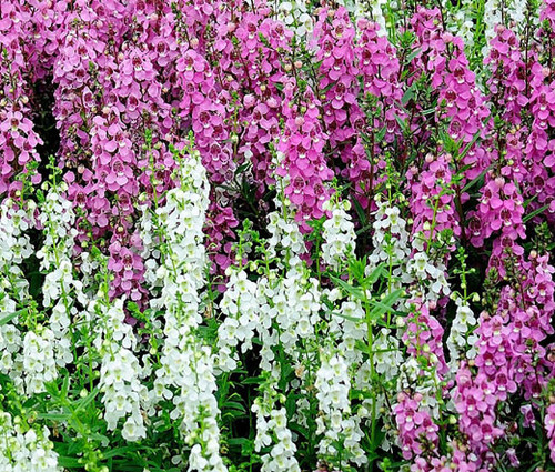 Angelonia Serena Mix Seeds - Angelonia Angustifolia