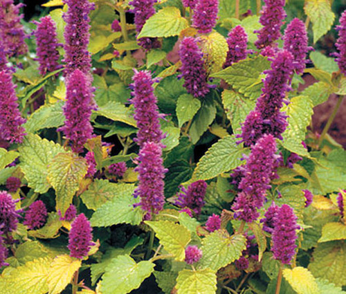 Anise Hyssop Golden Jubilee Non GMO Seeds - Agastache Foeniculum