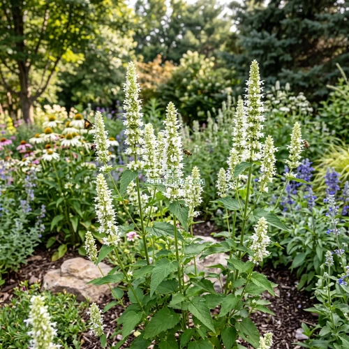 Anise Hyssop Snow Spike Non GMO Seeds - Agastache Foeniculum