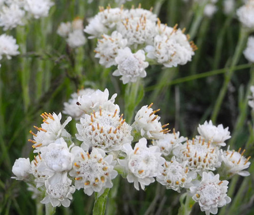 Antennaria Pussytoes White Seeds - Antennaria Dioica