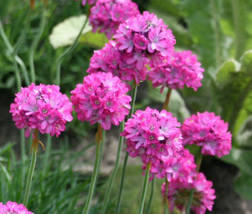 Armeria Sea Pink Seeds - Armeria Maritima Splendens