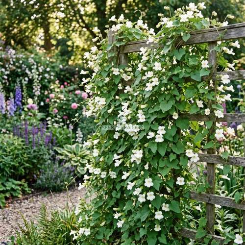 Asarina Climbing Snapdragon White Seeds - Asarina Scandens