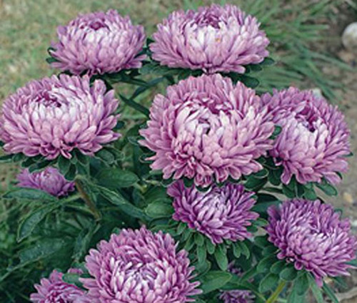 Aster Dwarf Milady Lilac Seeds - Callistephus Chinensis